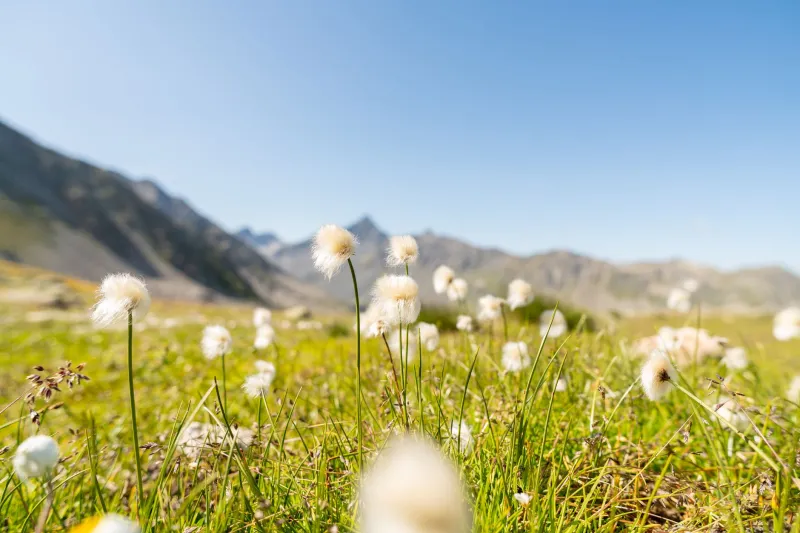 Chasing Color: Your Complete Seasonal Guide to Switzerland's Wildflower Trails